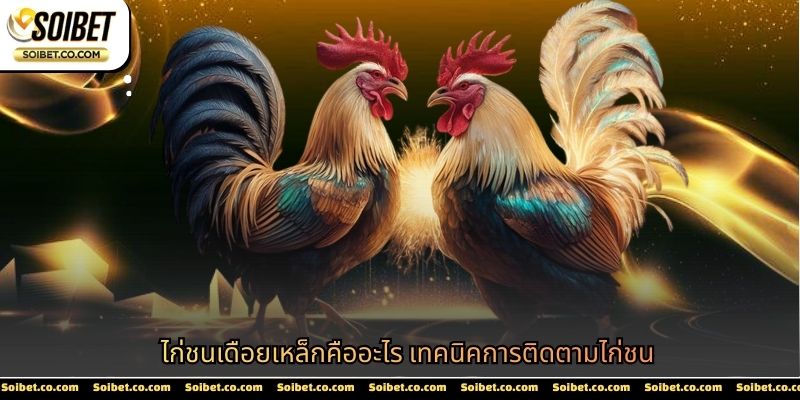 ไก่ชนเดือยเหล็ก