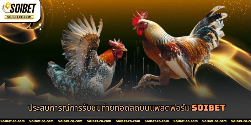 ประสบการณ์การรับชมถ่ายทอดสดบนแพลตฟอร์ม SOIBET