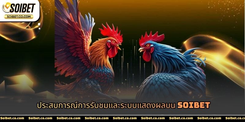 ประสบการณ์การรับชมและระบบแสดงผลบน SOIBET